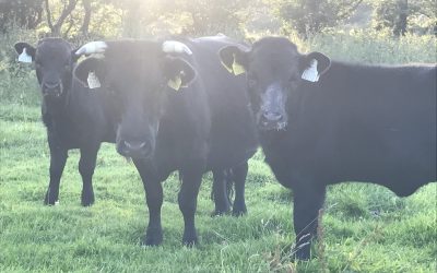 PBR Organic Dexters (short) for sale