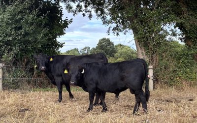 FOR SALE – REGISTERED PEDIGREE DEXTER BULL