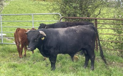 Bull for Sale