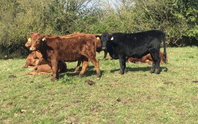 2 Polled Dexter Yearling Heifers for sale