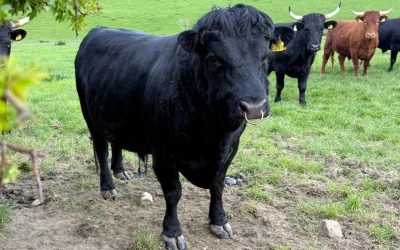 Dexter Bull Donegal