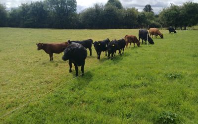 cows with heifer calves for sale