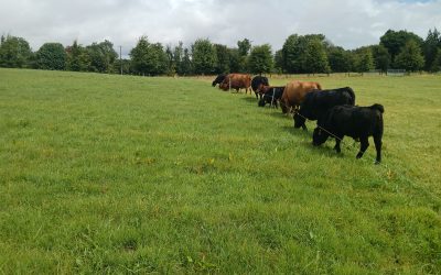 Genotyped heifers and calves