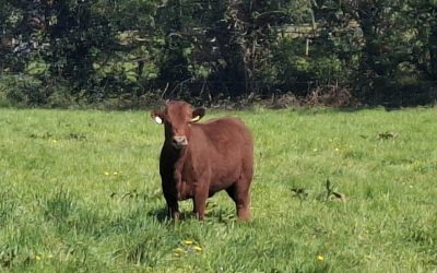 16 month old heifer.