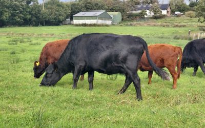 Cows with calves and in calf ,fully organic and registered for sale also 2 20month old bullocks