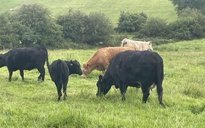 5* Polled Dexter Cow and Heifer Calf