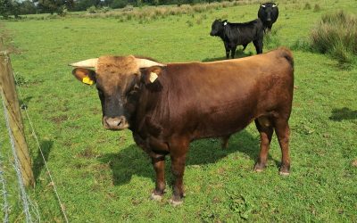 3 year old red dexter bull and 6 month old black bull calf