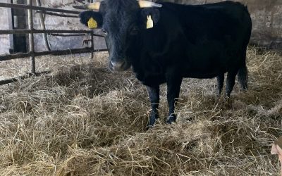 Point of calving heifer