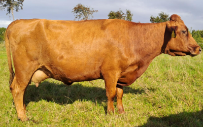 PBR Red Dexter Cow for Sale NE Kildare