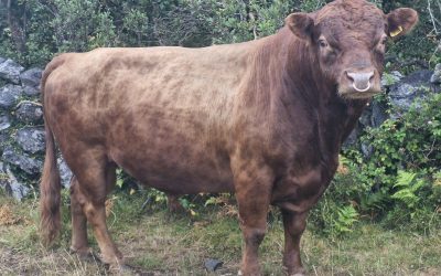 Quite Dexter Bull